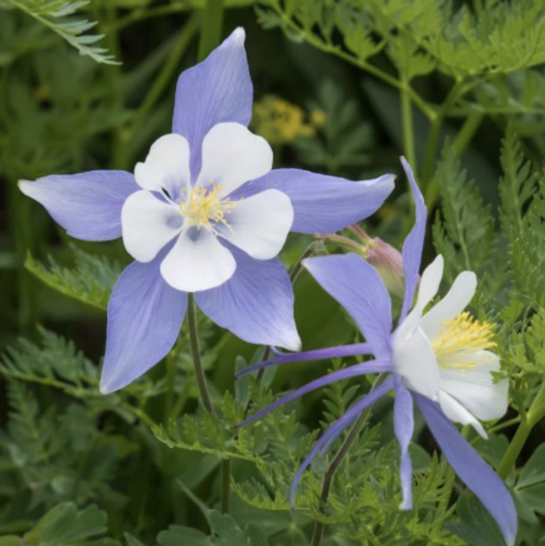 Remembering Columbine – Reflections by Artistic Director Tom Morgan